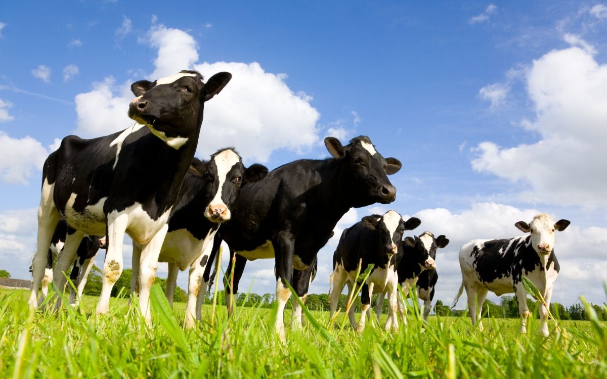 Czy mleko krowie jest dla nas dobre?
