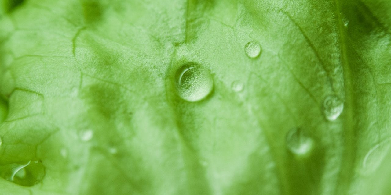 Odkryj niezwykłą moc chlorofilu w usuwaniu toksyn z organizmu