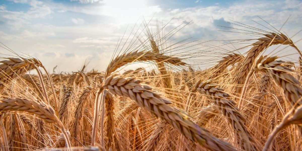 Gluten - część 1. Czym jest gluten i jakie wywołuje objawy w przypadku nietolerancji?