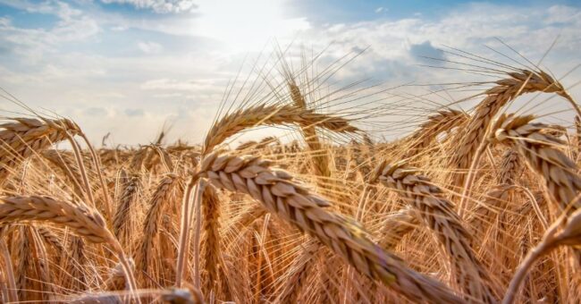 Gluten - część 1. Czym jest gluten i jakie wywołuje objawy w przypadku nietolerancji?